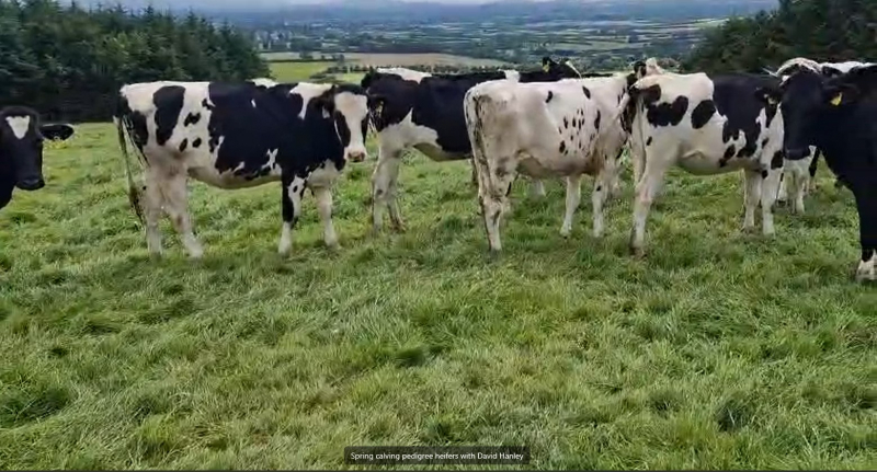 Group of Pedigree Incalf Spring Calving Heifers