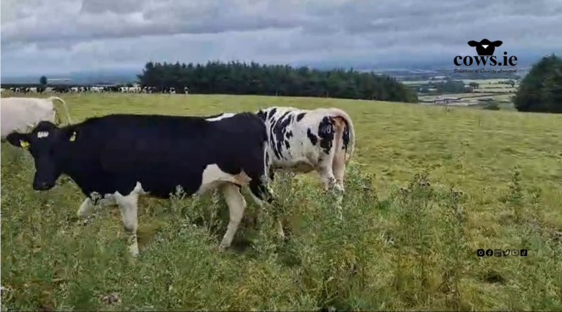 20 Pedigree  Autumn Calving   Heifers For Sale