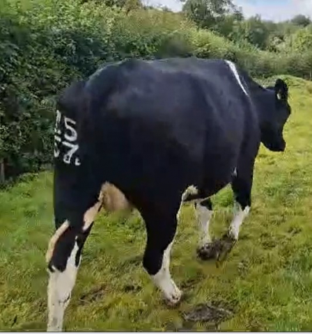 Dairy Stock For Sale On The Cows.ie Farm