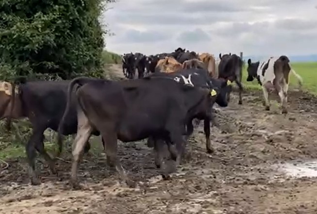 Group of Cross Bred Heifers For Sale in the UK