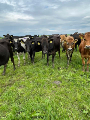 Group of Cross Bred Heifers For Sale in the UK