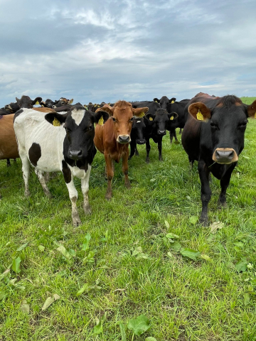 Group of Cross Bred Heifers For Sale in the UK