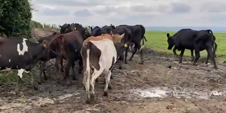 Group of Cross Bred Heifers For Sale in the UK