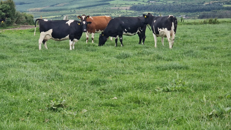 Pedigree Autumn Calving Cows  For Sale