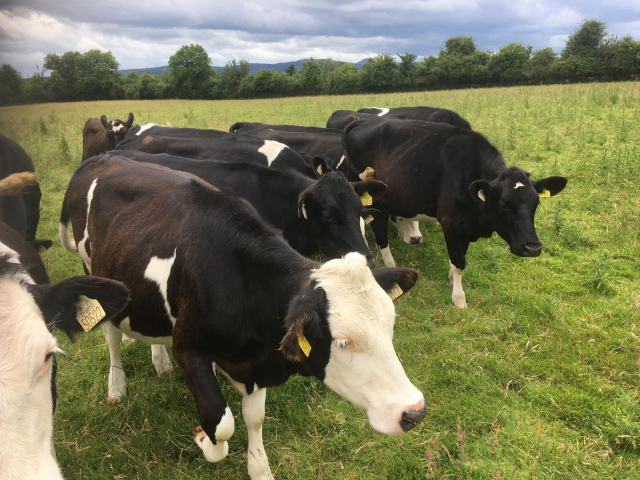 Group of Fleckvieh Cross / Friesian Cross Heifers For Sale