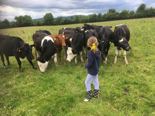 Group of Fleckvieh Cross / Friesian Cross Heifers For Sale