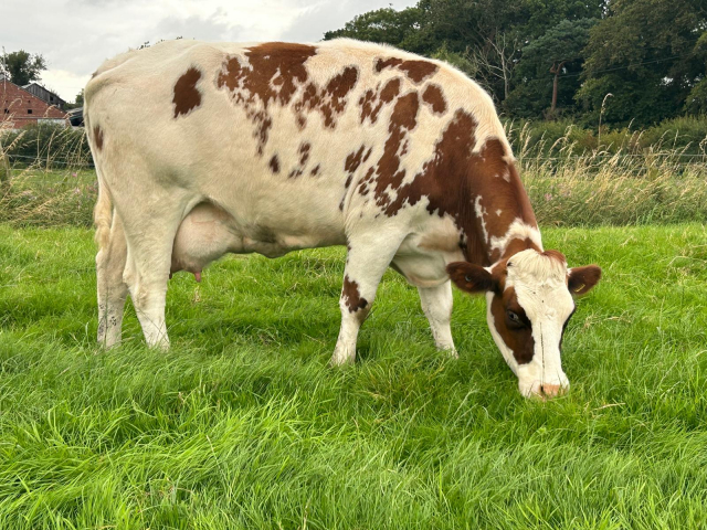 Unique Opportunity To Acquire  15 Pedigree MRI Cows In The UK