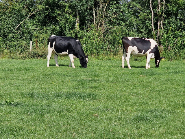 14 Pedigree Autumn Calving  Heifers