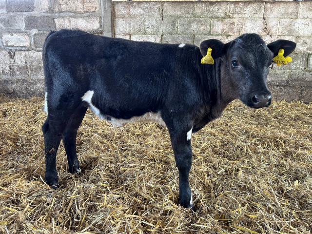  50 Organic Autumn Born Calves For Sale in The UK