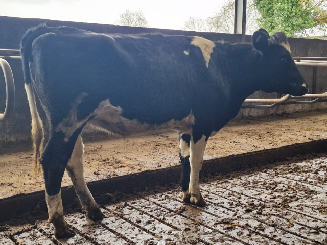 Available  Immediately 28 Spring Calving Heifers In Ireland