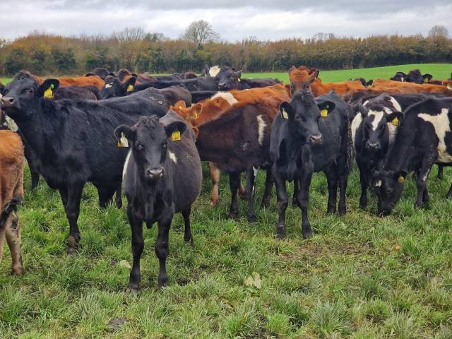 Full Clearance of 45 Spring Born Crossbred Calves in Ireland