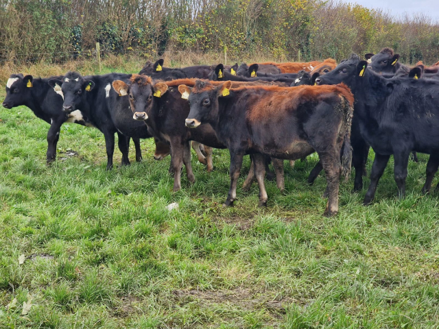 Full Clearance of 45 Spring Born Crossbred Calves in Ireland