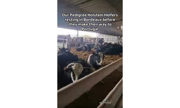 Our Pedigree Holstein Heifers resting in Bordeaux before they make their way to Portugal.