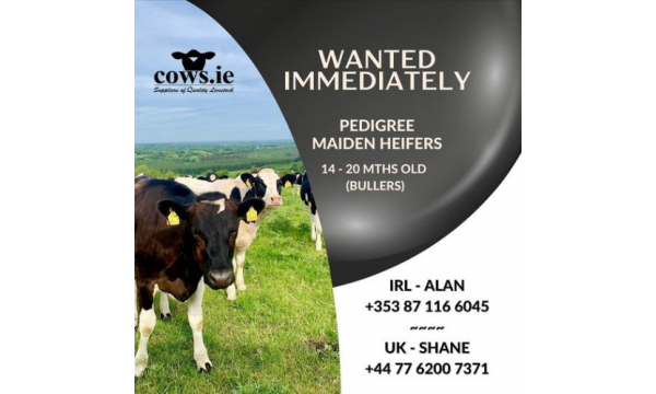 We are sourcing PEDIGREE MAIDEN HEIFERS ~ 14 to 20 MTHS OLD (BULLERS) in Ireland & the UK