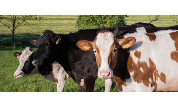 Ketosis in Cattle: A Costly Threat to Dairy Production in Ireland