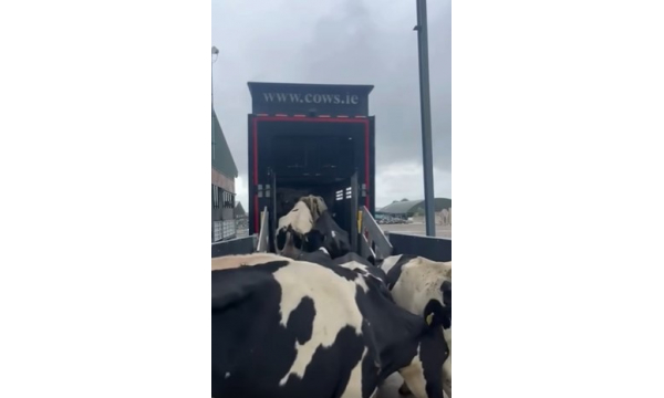 More Good Dairy Stock Heading off to  a Customers in Tyrone and Derry. Best of luck.