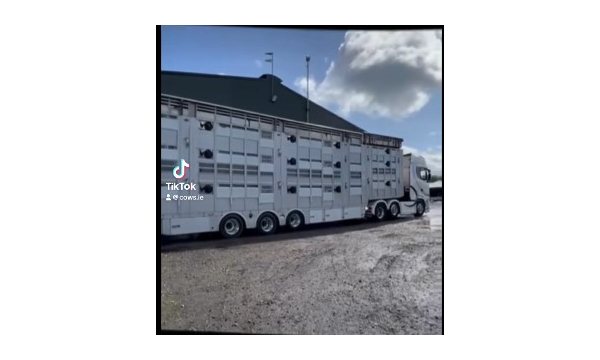 Two more excellent groups of Irish sourced fresh calved and autumn calving dairy stock on their way to customers in Pembrokeshire and Devon.