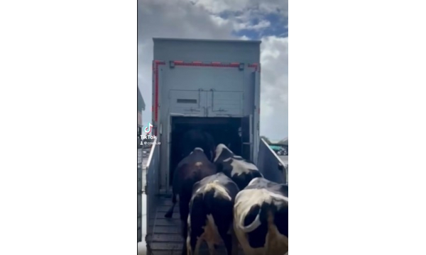 Another Group Of Pedigree Holstein In Calf Heifers Heading Off To Their New Home in Northern Ireland. #