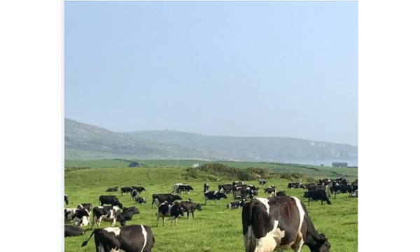 Out Viewing a Herd of Spring Calving Cows on the South Coast  of Ireland.