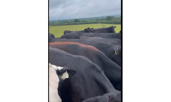 Premium Group of cross bred In-Calf Dairy Heifers