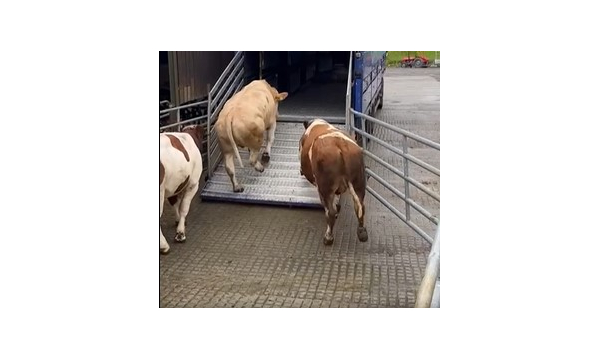 Three Fleckvieh Bulls Heading  To Kerry