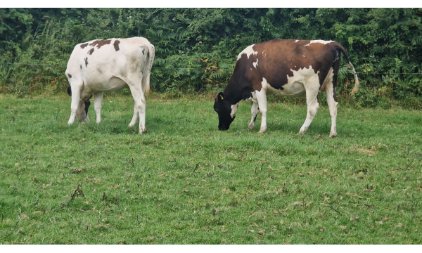 30 Pedigree In Calf Heifers For Sale In Ireland