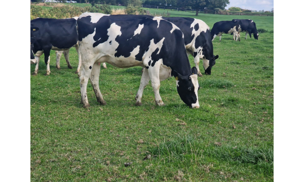 Exceptional group of 30 pedigree Holstein in-calf heifers now available! in Ireland