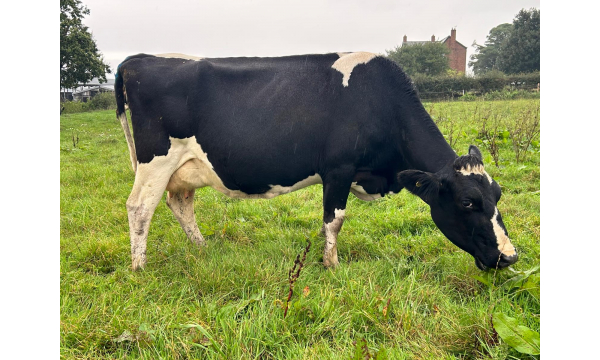  Fifty In Calf Cows For Sale in the UK