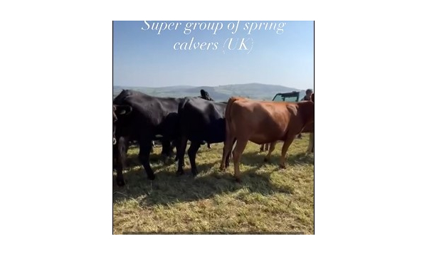 Super Group of Cross Bred Spring Calving Heifers Available in the Uk