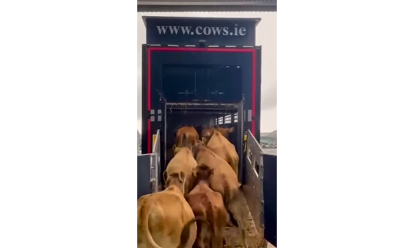 Leaving the cows.ie Farm is a beautiful group of purebred jerseys making their way to Cheshire in the UK.