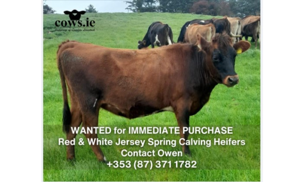 WANTED for IMMEDIATE PURCHASE ** Red & White Jersey Spring Calving Heifers