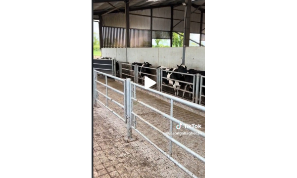 Another Load Of Quality Dairy Cows Heading Off To Their New Home.