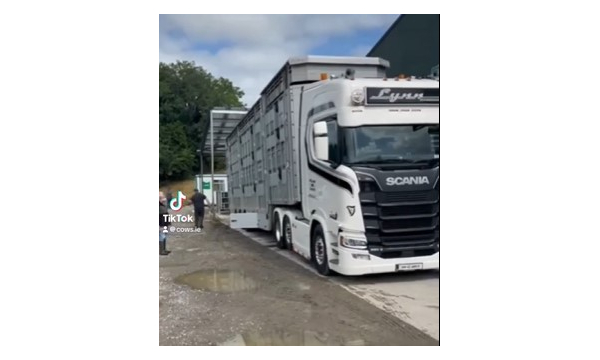 Fresh Calved Cows Making Their Way to Devon