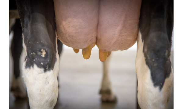 How to achieve high milk production? "Mastitis: The big enemy of the dairy farmer"