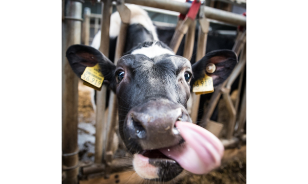 Strategies to Prevent Ketosis in Cows: Minimizing Waste in Livestock Farming
