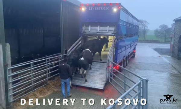Livestock Delivery to Kosovo