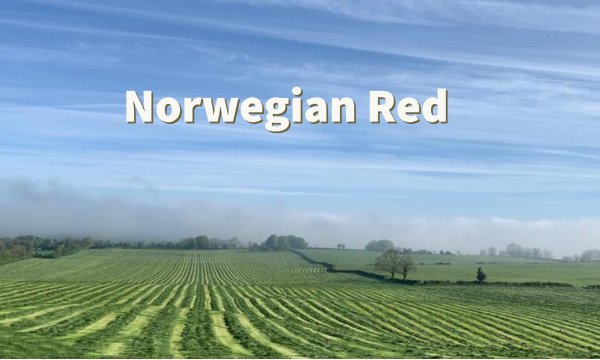 Norwegian Red