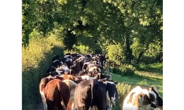 Here is our herd  heading back out to grass after milking.