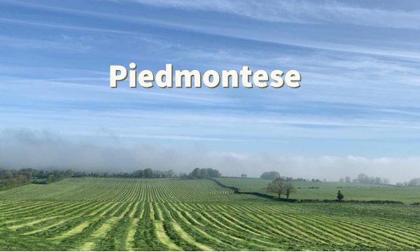 Piedmontese
