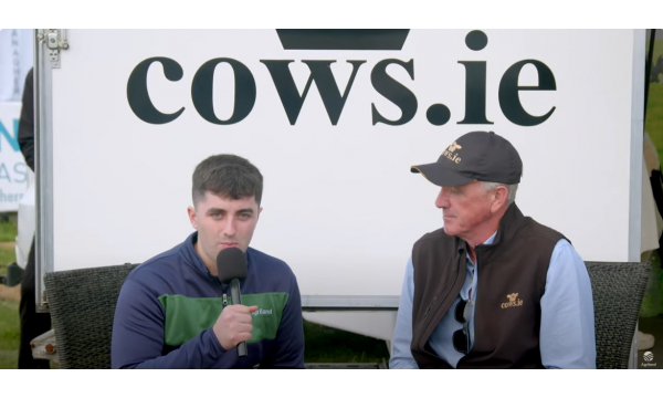 Talking Cow and Heifer Trade At The Ploughing 2024