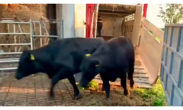 In calf heifers - Angus