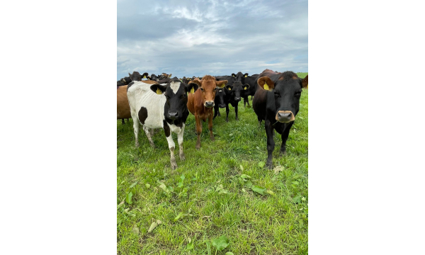 Group of Cross Bred Heifers For Sale in the UK