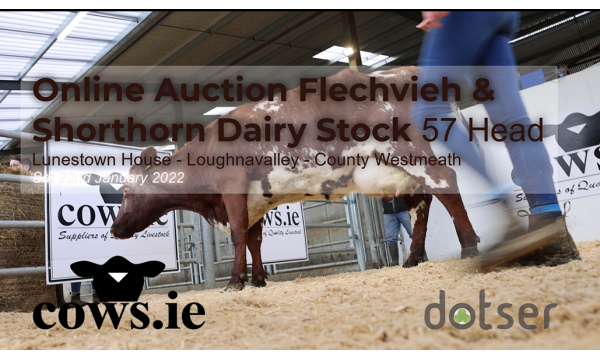 Fleckvieh & Shorthorn Auction Highlights - 22nd Jan 22