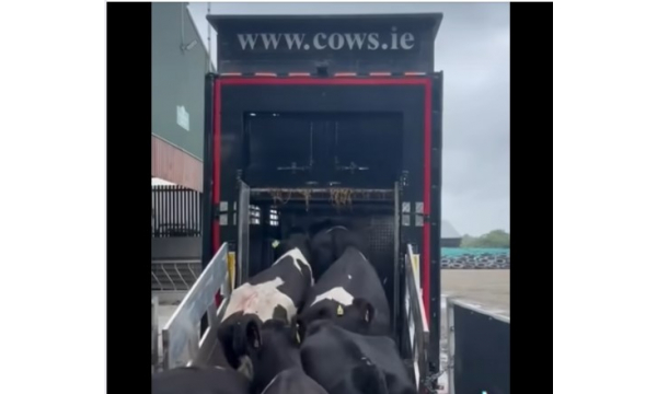 Two Groups of Autumn Calving Cows and Heifers on their way to Customers in Scotland and England.