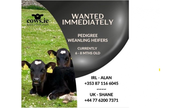 SOURCING PEDIGREE WEANLING HEIFERS - THAT ARE CURRENTLY  6 - 8 months old.