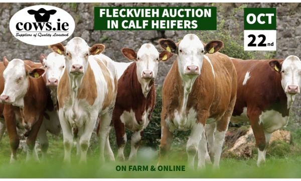 Fleckvieh Auction October 22nd 2022