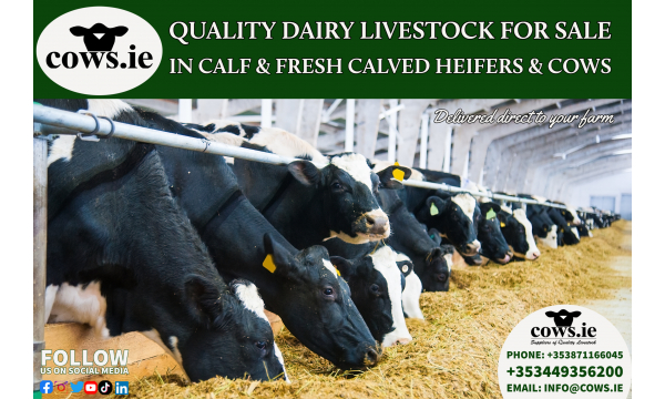 Quality Livestock for Sale