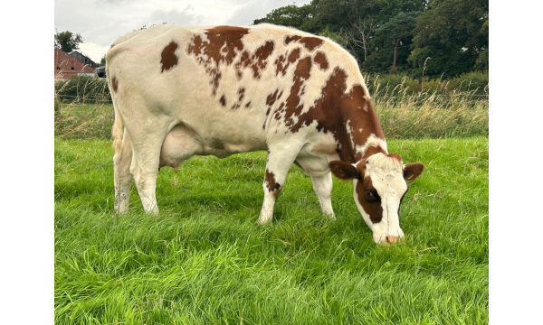Offering 15 Pedigree MRI cows in the UK.