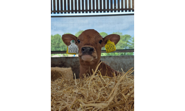 Happy Calves, Healthy Future: Care at The Cows.ie Farm