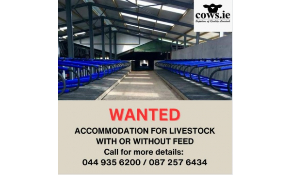 **WANTED** Accommodation For Livestock, With or Without Feed.